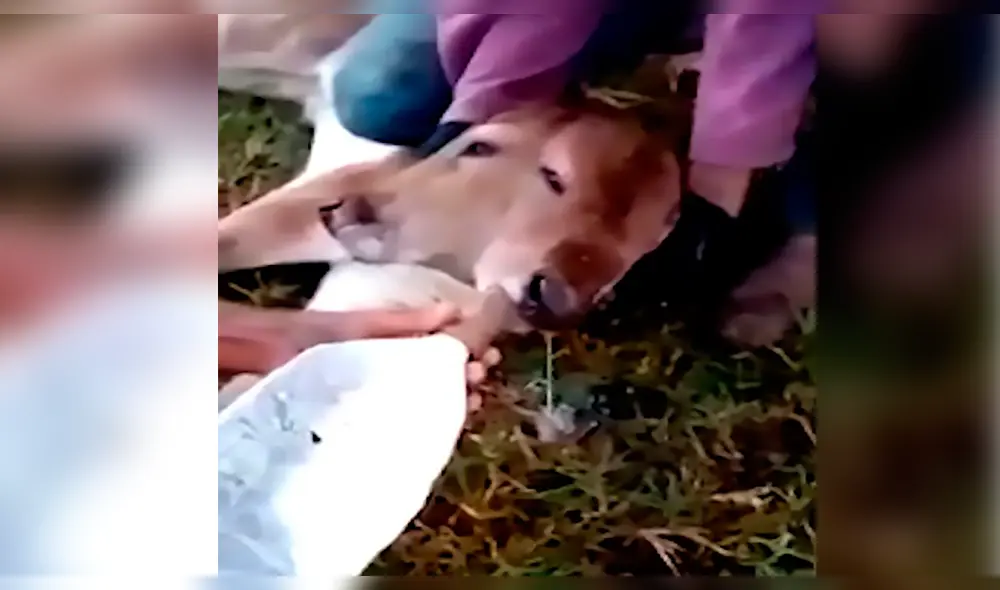 YouTube: Becerro nace con dos caras y aterra a granjeros en Brasil [VIDEO]