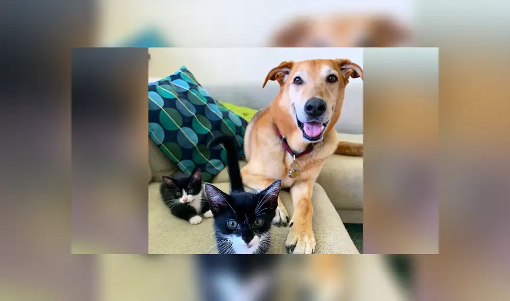 En Facebook se hizo viral la historia de un tierno perro, el cual a pequeños gatos sin hogar