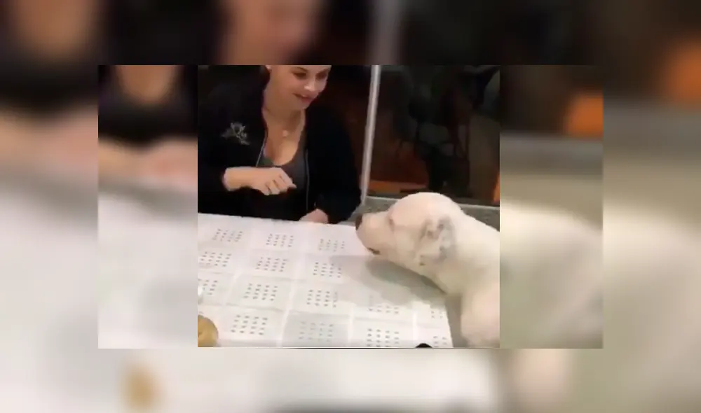 Dueño del can lo dejó al cuidado de su celular, sin imaginar la curiosa conducta del animal cuando su novia intentó agarrar el móvil