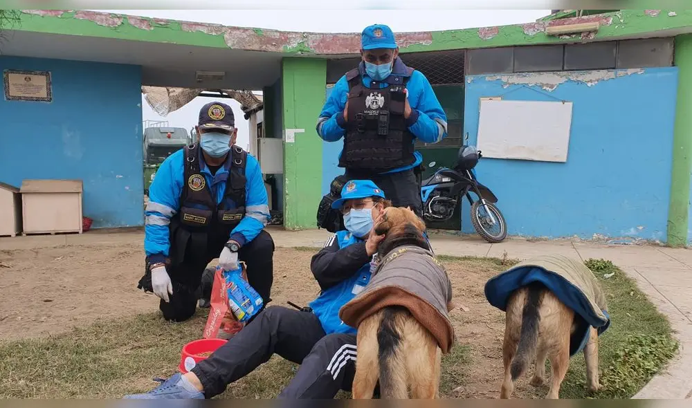 Al momento de realizar operativos en las calles del distrito, buscan más animales que puedan necesitar alimento o agua. / Créditos: Johann Klug Guevara/URPI-GLR Al momento de realizar operativos en las calles del distrito, buscan más animales que puedan necesitar alimento o agua. / Créditos: Johann Klug Guevara/URPI-GLR
