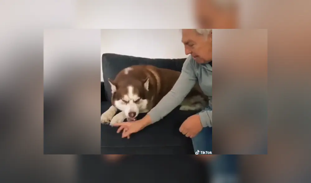 A través de Facebook se hizo viral curioso entrenamiento que tuvo un perro para evitar el coronavirus. A través de Facebook se hizo viral curioso entrenamiento que tuvo un perro para evitar el coronavirus.