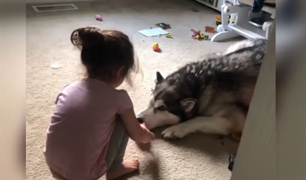 Desliza las imágenes para ver más detalles sobre esta divertida escena entre una niña y su travieso perro. Foto: captura de YouTube