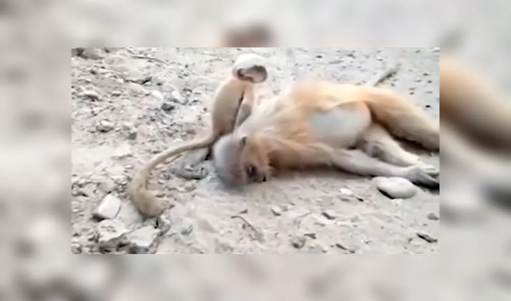 En YouTube se volvió viral el desgarrador momento en que un mono bebé trata de reanimar a su madre fallecida. En YouTube se volvió viral el desgarrador momento en que un mono bebé trata de reanimar a su madre fallecida.