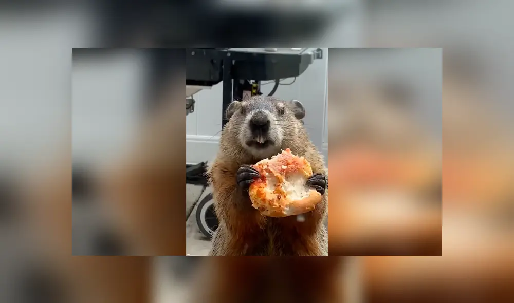 Desliza las imágenes para conocer el singular delito que cometió una marmota tras invadir una casa. Desliza las imágenes para conocer el singular delito que cometió una marmota tras invadir una casa.
