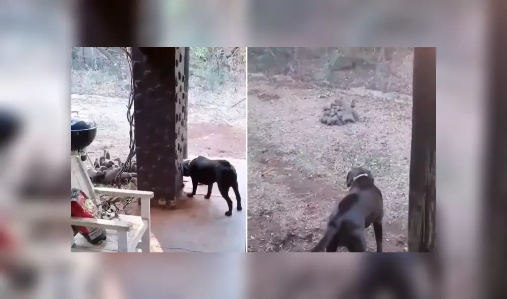Desliza hacia lzquierda para ver más del video viral. Fotocaptura: Twitter Desliza hacia lzquierda para ver más del video viral. Fotocaptura: Twitter