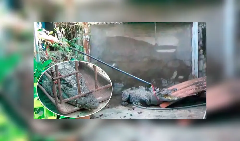 Un video viral de YouTube muestra la captura de un gigantesco cocodrilo en Tailandia. Un video viral de YouTube muestra la captura de un gigantesco cocodrilo en Tailandia.