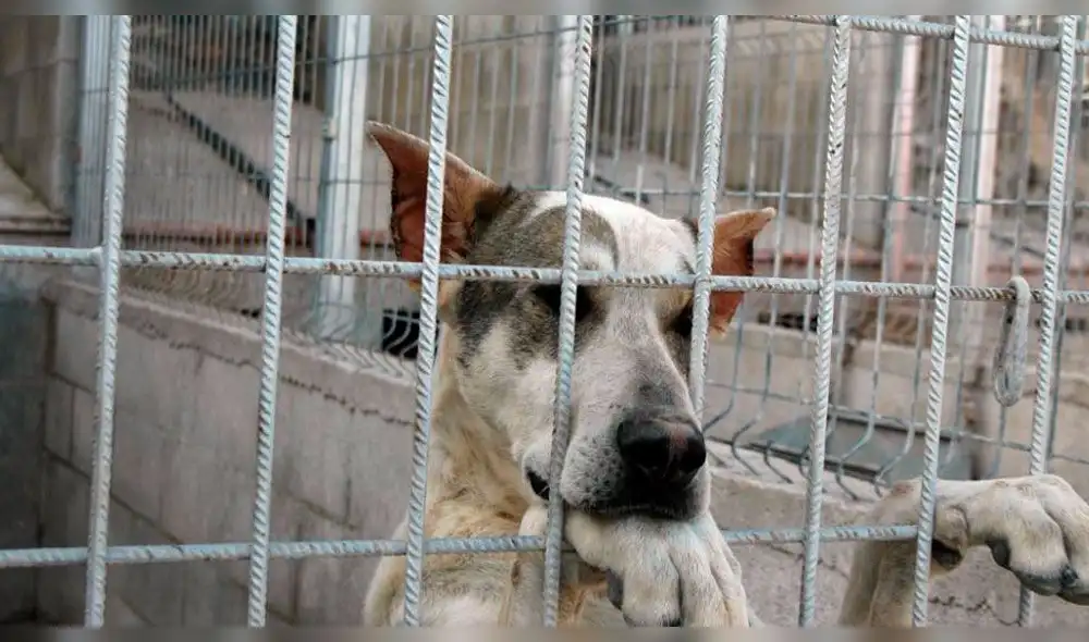 Documentos desclasificados revelan siniestros experimentos que la CIA realizó con perros