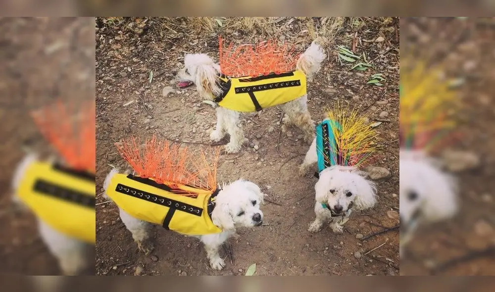 Ropa para mascotas Ropa para mascotas