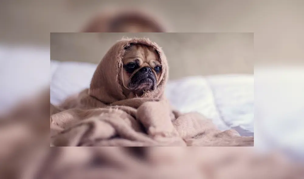 Estas son las razas de perros que están preparadas para soportar el frío