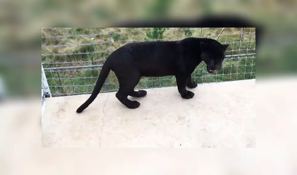 Un video mostró el peculiar momento en el que un hombre ingresa a la jaula de unos feroces leones. Un video mostró el peculiar momento en el que un hombre ingresa a la jaula de unos feroces leones.