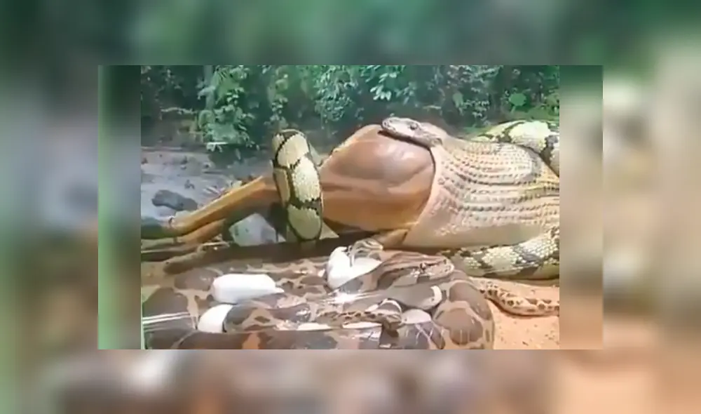 Si quieres ver lo que ocurre en el video viral de YouTube, desliza cada imagen hacia la izquierda. Si quieres ver lo que ocurre en el video viral de YouTube, desliza cada imagen hacia la izquierda.