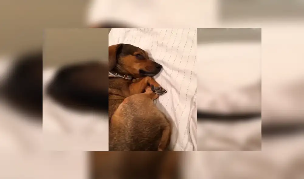 En Facebook, un perro no paró de mover su cola cuando estaba descansando en la cama de su dueña.