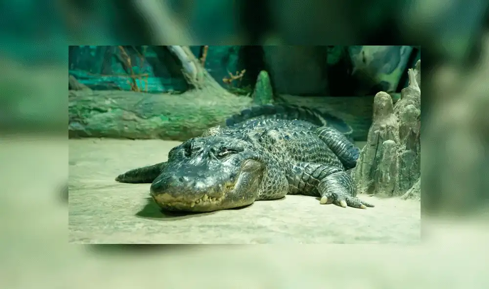 Saturno vivió mucho más que la mayoría de ejemplares de su especie. Fuente: Rigelus.