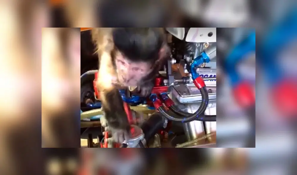 Graban a mono ‘reparando’ un auto y miles se derriten de ternura [VIDEO]