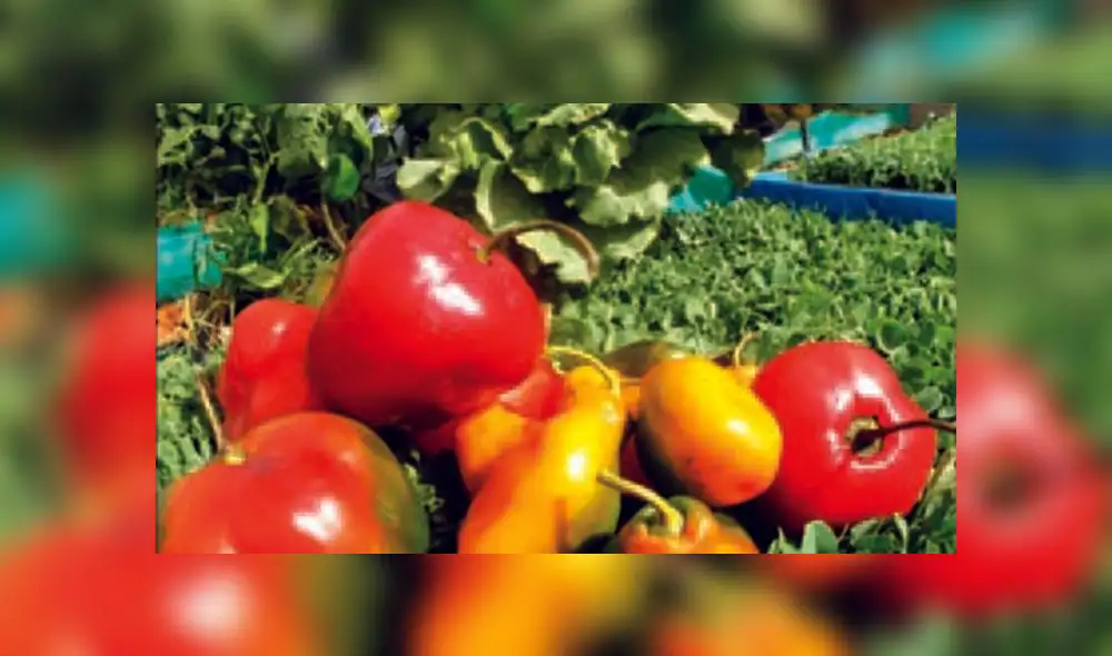  Este alimento peruano podría evitar que sufras de gastritis