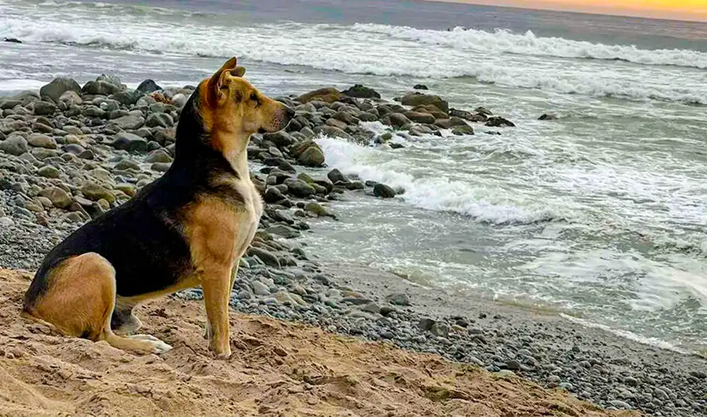 El perro se hizo viral en redes sociales tras conocerse su triste historia. Foto: captura Twitter
