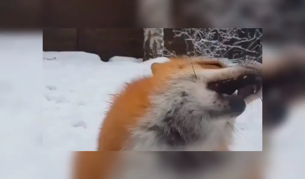 En YouTube, una chica se aproximó a un peligroso zorro para tomar una foto y ocurrió lo inesperado.