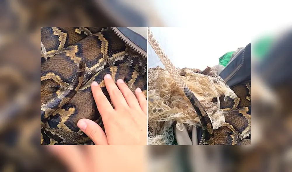 Veterinario ayuda a una anaconda de 3 metros a mudarse de piel. Veterinario ayuda a una anaconda de 3 metros a mudarse de piel.