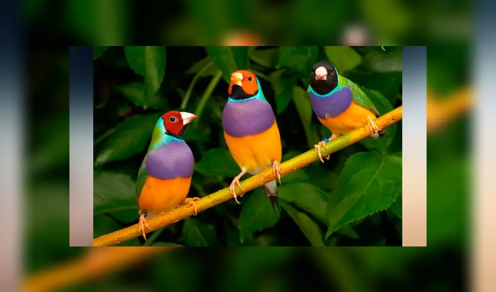 Desliza las imágenes para ver la increíble transformación que experimenta la cría de un diamante de Ghould. Foto: Captura/TikTok Desliza las imágenes para ver la increíble transformación que experimenta la cría de un diamante de Ghould. Foto: Captura/TikTok