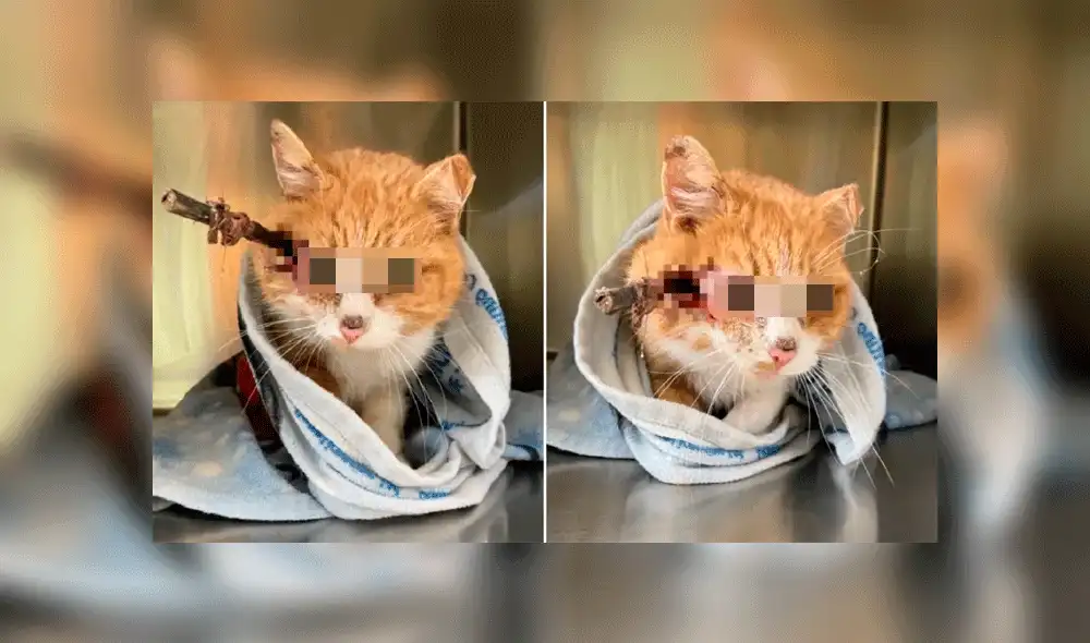 Gato sobrevivió cerca de una semana tras recibir flechazo en su cabeza
