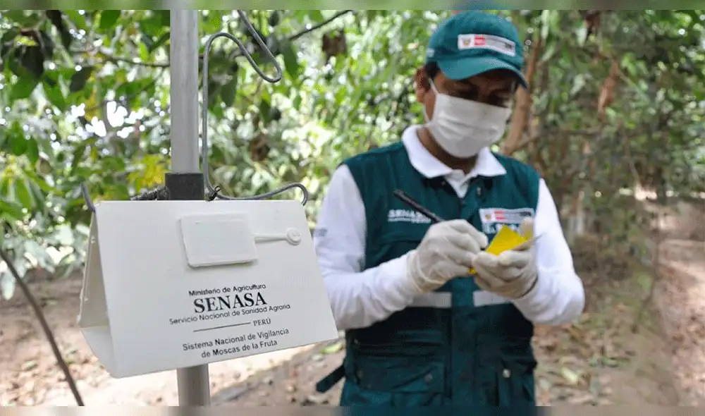 Mosca de la fruta seca.