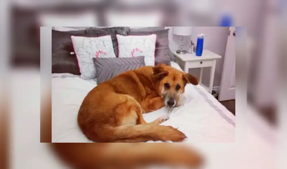 Facebook viral: Perros abandonados en un refugio fueron adoptados por un mujer [VIDEO]