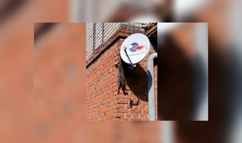 Facebook: Gato copia las técnicas de Spider-Man y logra lo imposible