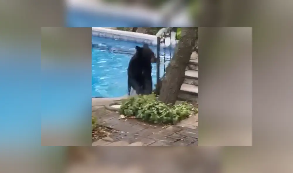A través de Facebook se hizo viral el momento en que captan a un oso entrando a la piscina de una casa. A través de Facebook se hizo viral el momento en que captan a un oso entrando a la piscina de una casa.