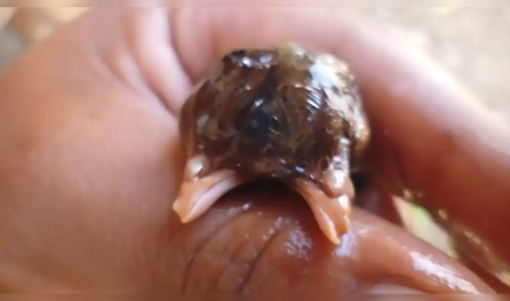 Facebook Viral: Miles de usuarios aterrados en redes tras la aparición de un pollito de dos cabezas [VIDEO]