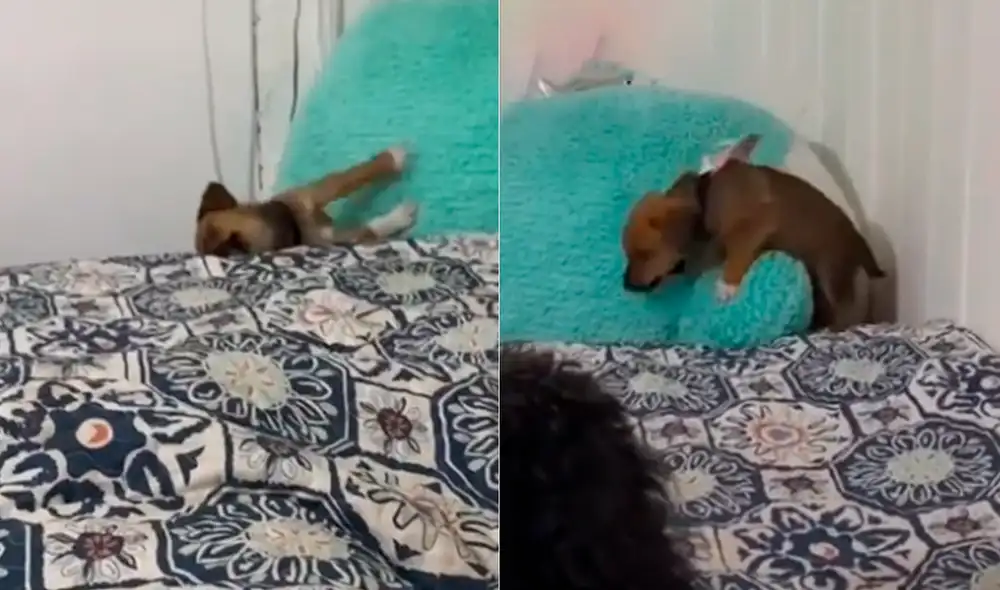 La cachorra no desistió en su intento y logró llegar hasta su dueña. Foto: catadiazoporto / TikTok