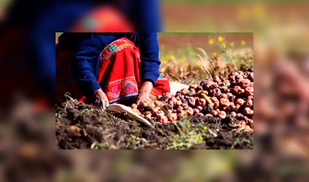 Papas Foto Senasa Papas Foto Senasa