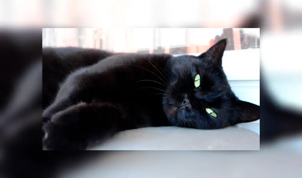 Facebook viral: travieso perro intenta cruzar reja y gato hace esto por ayudarlo [VIDEO]
