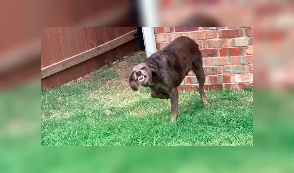 Facebook: Perro hace travesura y tiene extraña reacción cuando su dueño se entera