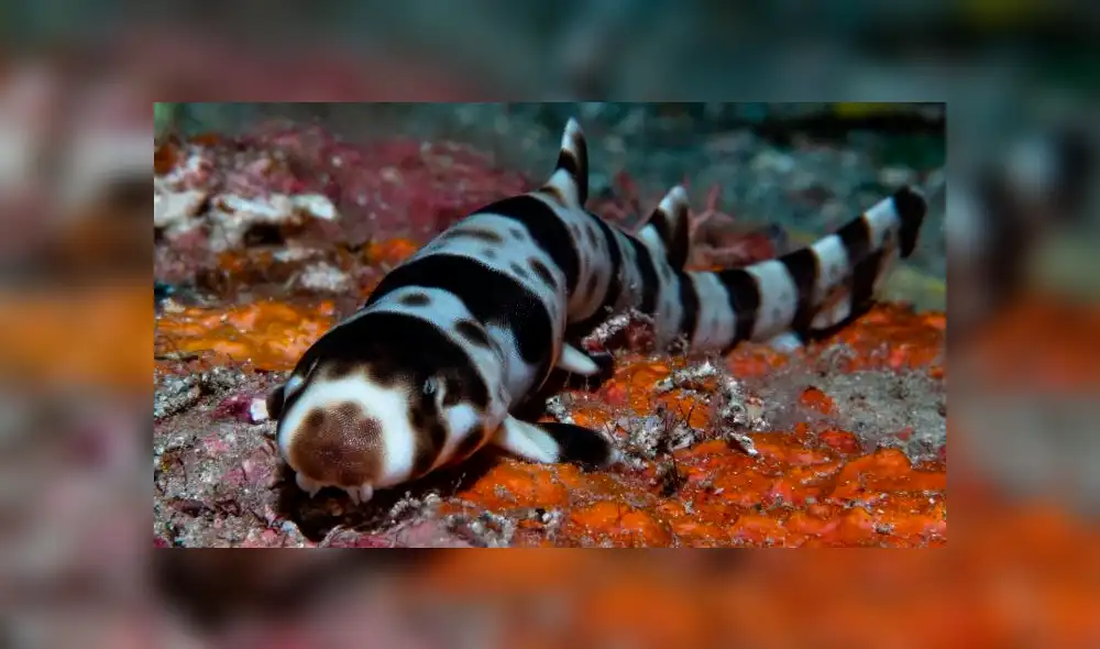 Desliza para ver los detalles del video viral de YouTube. Foto: Captura. Desliza para ver los detalles del video viral de YouTube. Foto: Captura.