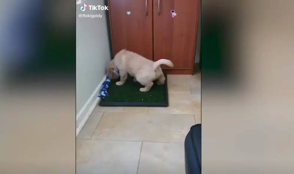 Con apenas cuatro pasos, el perro podrá aprender dónde orinar en tan sol una semana. Foto: Captura/TikTok/@flokigoldy