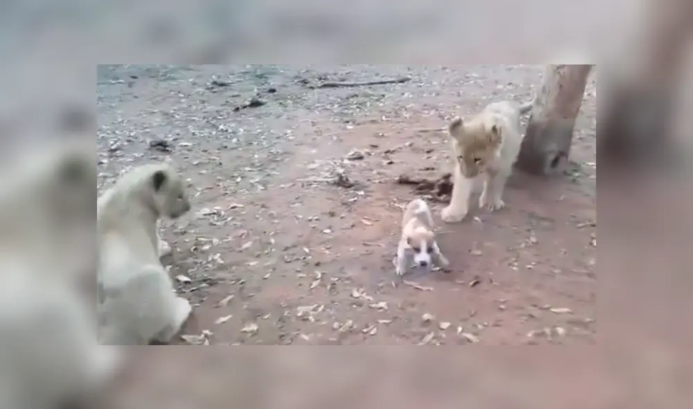 Desliza para ver los detalles de este video viral publicado en YouTube. Foto: Captura.