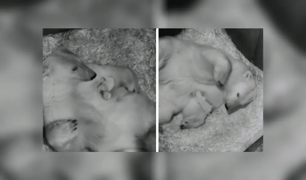 En YouTube, una osa polar tuvo un amoroso gesto con su pequeña cría y enternece a usuarios.