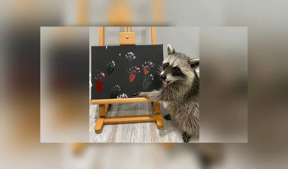 Los mapaches se encargan de hacer pinturas con su patas y venderlas en las redes. Foto: Instagram Los mapaches se encargan de hacer pinturas con su patas y venderlas en las redes. Foto: Instagram