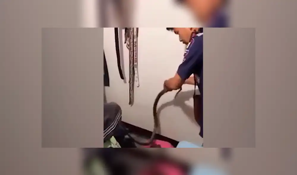 El rescatista halló la verdadera identidad de la criatura venenosa.