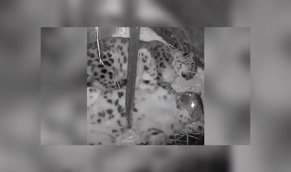 El cuidador de la pareja de leopardos de las nieves quedó sorprendido al ver la reacción de uno de los felinos al querer estirarse. Foto: captura