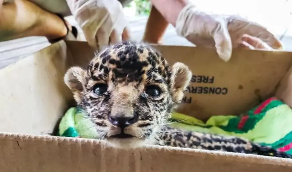 Foto: Marcela Yalta. Foto: Marcela Yalta.