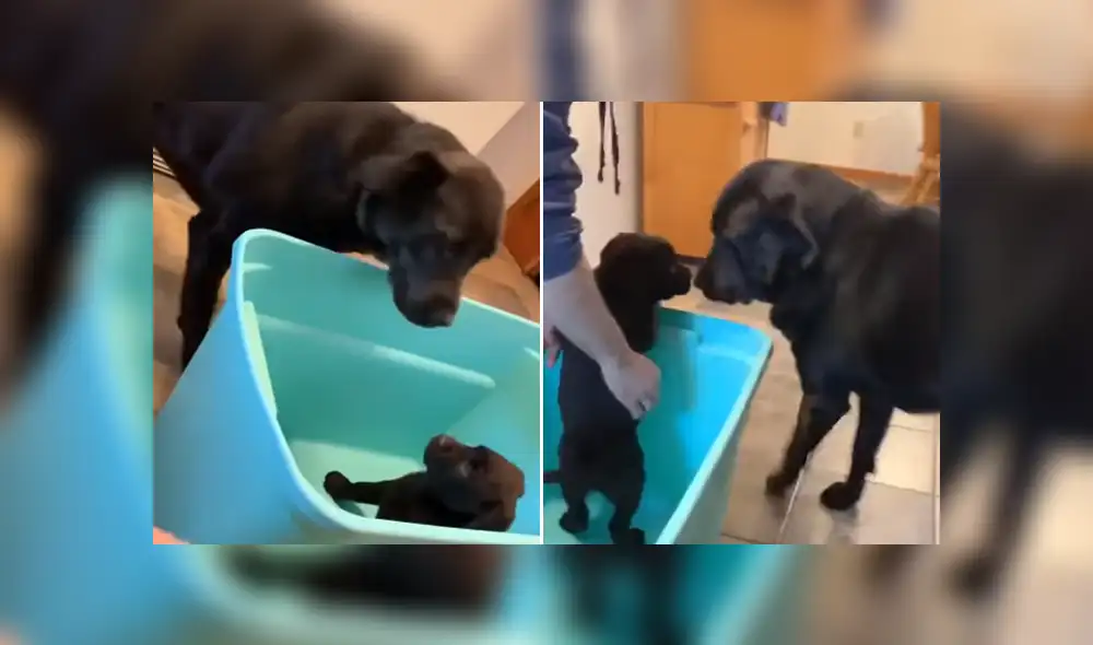 A través de YouTube se ha vuelto viral el momento en que un perro conoce a la nueva mascota que adoptó su familia.