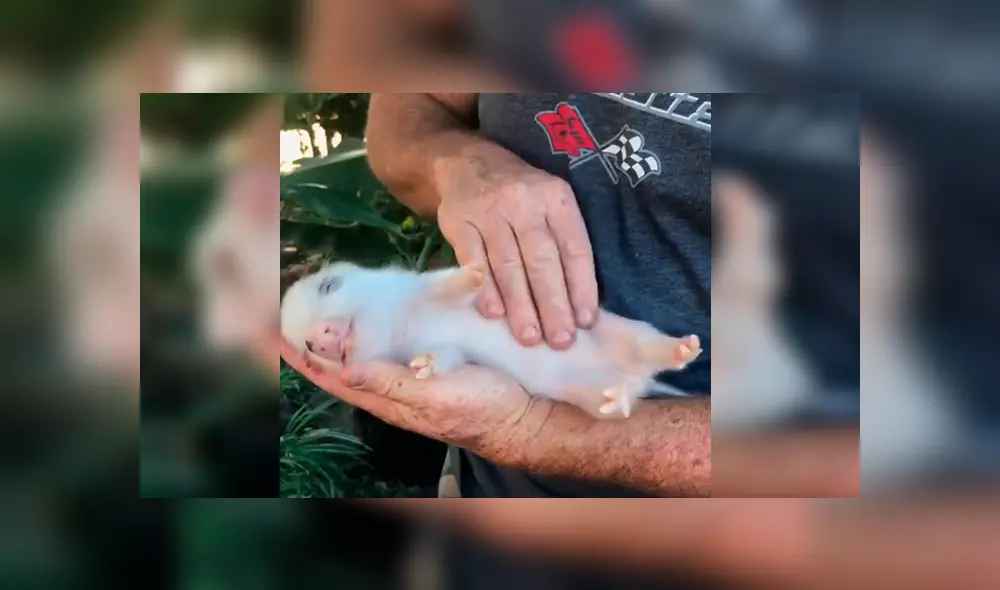 En Facebook, un hombre aplicó un ingenioso método para hacer dormir a su mascota y sorprendió a miles.