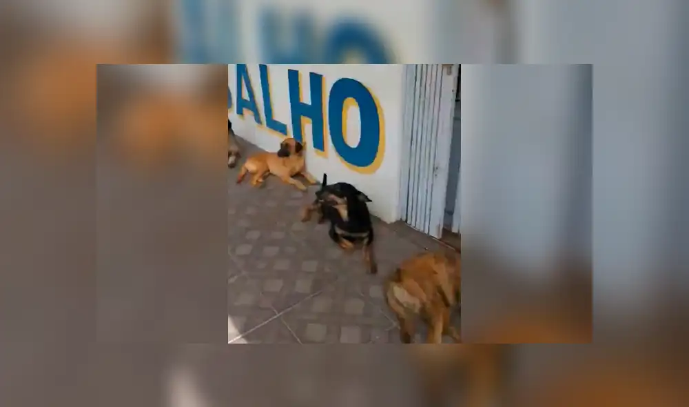 Facebook viral: la disciplina de estos perros callejeros para hacer cola y recibir su comida sorprende en redes Facebook viral: la disciplina de estos perros callejeros para hacer cola y recibir su comida sorprende en redes
