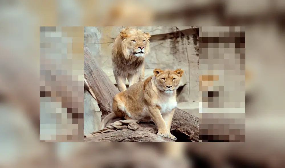 León es sacrificado y su pareja muere de misteriosa forma en el interior de foso [VIDEO]