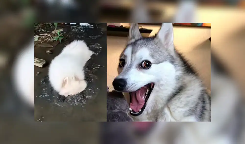 Facebook viral: mujer baña y deja reluciente a su perro y la mascota hace la peor travesura del mundo Facebook viral: mujer baña y deja reluciente a su perro y la mascota hace la peor travesura del mundo