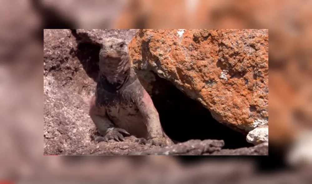 Una voraz águila atacó brutalmente a criatura en desierto. Una voraz águila atacó brutalmente a criatura en desierto.