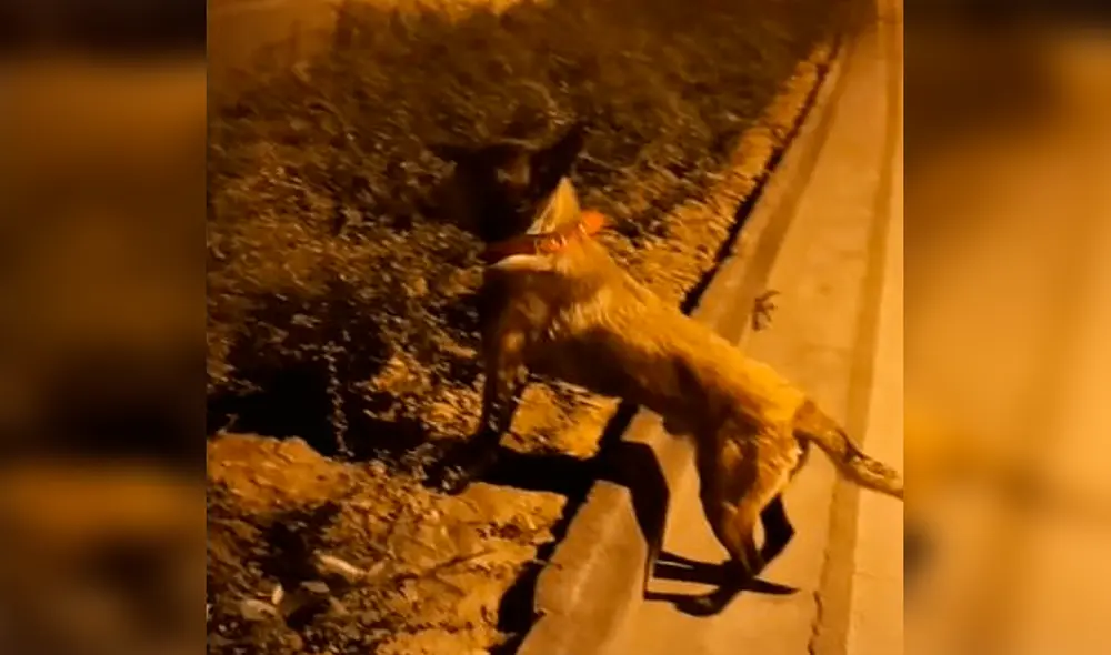 Desliza las imágenes para ver el noble acto de Pantera Negra con el felino que murió atropellado en una carretera. Foto: TikTok