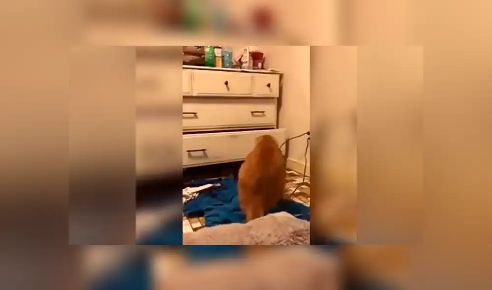Facebook viral: Gato escucha raros sonido provenientes del clóset y cuando se acerca descubre algo curioso [VIDEO]  