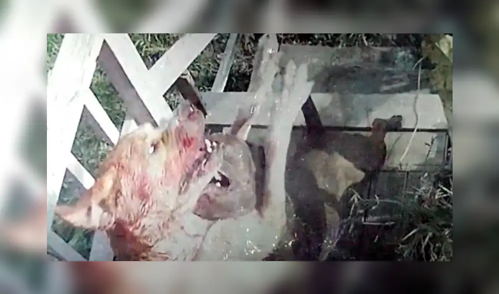 YouTube: aterrador ataque de un pitbull a un perro que estaba encadenado [VIDEO]